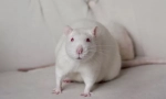 White rat albino: totul despre amazing home rodent